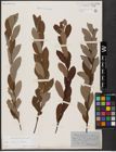 Foto von Salix aurita L. x Salix cinerea L.